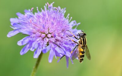 Le Miel et les Abeilles…